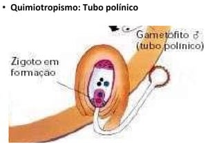 Quimiotropismo: Tubo polínico 