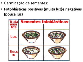 Germinação de sementes: Fotoblásticas positivas (muita luz)e negativas (pouca luz) 