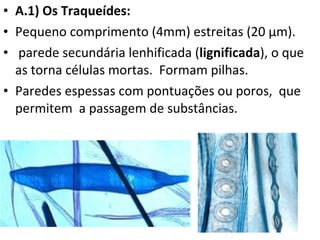 A.1) Os Traqueídes: Pequeno comprimento (4mm) estreitas (20 µm). parede secundária lenhificada ( lignificada ), o que as torna células mortas.  Formam pilhas. Paredes espessas com pontuações ou poros,  que permitem  a passagem de substâncias.  