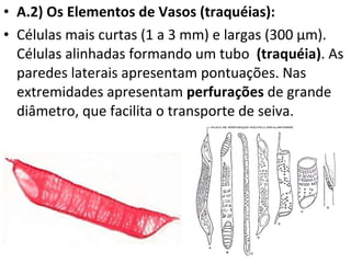 A.2) Os Elementos de Vasos (traquéias): Células mais curtas (1 a 3 mm) e largas (300 µm). Células alinhadas formando um tubo  (traquéia) . As paredes laterais apresentam pontuações. Nas extremidades apresentam  perfurações  de grande diâmetro, que facilita o transporte de seiva.  