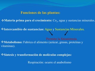 Funciones de las plantas: Materia prima para el crecimiento:  Co 2 , agua y sustancias minerales.  Intercambio de sustancias:   Agua  y  Sustancias Minerales. Permite la fotosíntesis. Metabolismo:  Fabrica el alimento (azúcar, grasas, proteínas y vitaminas). Síntesis y transformación de moléculas complejas: Respiración: ocurre el anabolismo . 