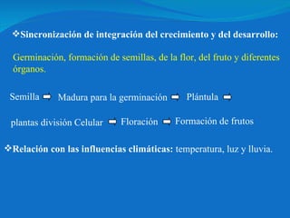 Sincronización de integración del crecimiento y del desarrollo: Formación de frutos Relación con las influencias climáticas:  temperatura, luz y lluvia. Germinación, formación de semillas, de la flor, del fruto y diferentes órganos.  Semilla  Madura para la germinación  Plántula  plantas división Celular  Floración  