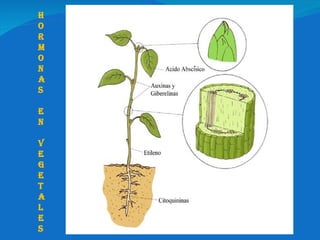H O R M O N A S E n  V E G E T A L E S 