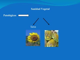 Sanidad Vegetal Sana Enferma Patológicos 