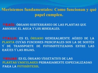 Meristemos fundamentales: Como funcionan y qué papel cumplen. R aíz:   Órgano subterráneo de las plantas que absorbe el agua y los minerales. Tallo:   Es el  órgano  generalmente aéreo de la  planta  cuyas funciones principales son la de sostén y de transporte de fotosintetizados entre las raíces y las hojas. Hojas :  Es el órgano vegetativo de las  plantas vasculares  primariamente especializadas para la  fotosíntesis . 
