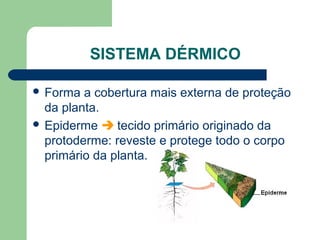 SISTEMA DÉRMICO

 Forma  a cobertura mais externa de proteção
  da planta.
 Epiderme  tecido primário originado da
  protoderme: reveste e protege todo o corpo
  primário da planta.
 