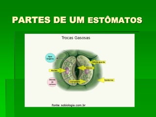 PARTES DE UM ESTÔMATOS
 