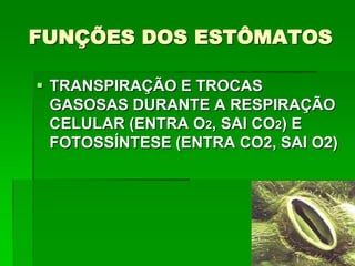FUNÇÕES DOS ESTÔMATOS
 TRANSPIRAÇÃO E TROCAS
GASOSAS DURANTE A RESPIRAÇÃO
CELULAR (ENTRA O2, SAI CO2) E
FOTOSSÍNTESE (ENTRA CO2, SAI O2)
 