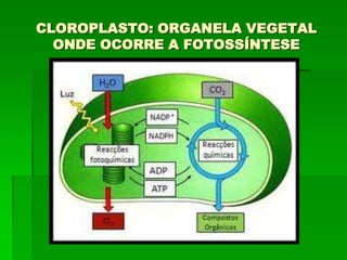 CLOROPLASTO: ORGANELA VEGETAL
ONDE OCORRE A FOTOSSÍNTESE
 
