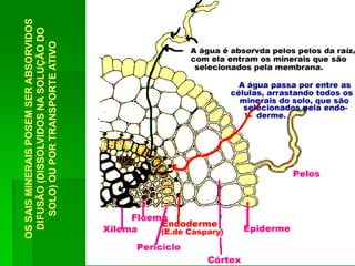 OSSAISMINERAISPOSEMSERABSORVIDOS
DIFUSÃO(DISSOLVIDOSNASOLUÇÃODO
SOLO)OUPORTRANSPORTEATIVO
 