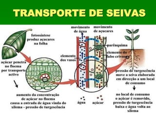 TRANSPORTE DE SEIVAS
 