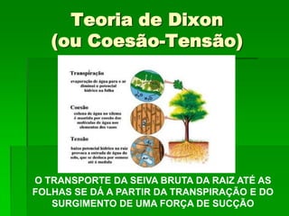 Teoria de Dixon
(ou Coesão-Tensão)
O TRANSPORTE DA SEIVA BRUTA DA RAIZ ATÉ AS
FOLHAS SE DÁ A PARTIR DA TRANSPIRAÇÃO E DO
SURGIMENTO DE UMA FORÇA DE SUCÇÃO
 