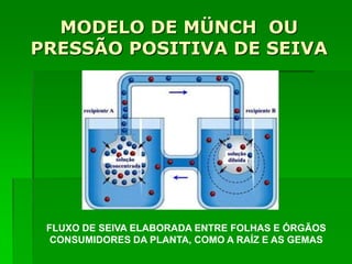 MODELO DE MÜNCH OU
PRESSÃO POSITIVA DE SEIVA
FLUXO DE SEIVA ELABORADA ENTRE FOLHAS E ÓRGÃOS
CONSUMIDORES DA PLANTA, COMO A RAÍZ E AS GEMAS
 