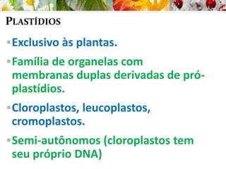 PLASTÍDIOS
Exclusivo às plantas.
Família de organelas com
membranas duplas derivadas de pró-
plastídios.
Cloroplastos, leucoplastos,
cromoplastos.
Semi-autônomos (cloroplastos tem
seu próprio DNA)
 
