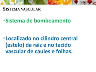 SISTEMA VASCULAR
Sistema de bombeamento
Localizado no cilindro central
(estelo) da raiz e no tecido
vascular de caules e folhas.
 