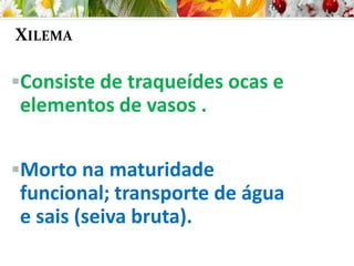 XILEMA
Consiste de traqueídes ocas e
elementos de vasos .
Morto na maturidade
funcional; transporte de água
e sais (seiva bruta).
 