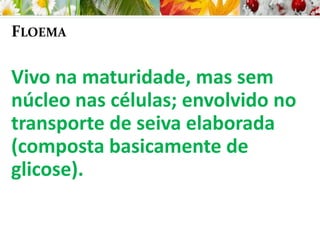 FLOEMA
Vivo na maturidade, mas sem
núcleo nas células; envolvido no
transporte de seiva elaborada
(composta basicamente de
glicose).
 