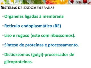 SISTEMAS DE ENDOMEMBRANAS
Organelas ligadas à membrana
Retículo endoplasmático (RE)
Liso e rugoso (este com ribossomos).
Síntese de proteínas e processamento.
Dictiossomos (golgi)-processador de
glicoproteínas.
 