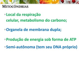 MITOCÔNDRIAS
Local da respiração
celular, metabolismo do carbono;
Organela de membrana dupla;
Produção de energia sob forma de ATP
Semi-autônoma (tem seu DNA próprio)
 