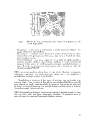 56
Figura 11 – Desenho dos pêlos radiculares em íntimo contato com as partículas do solo
(Taiz & Zeiger, 1998).
- Via apoplasto – a água move-se continuamente na região das paredes celulares e nos
espaços intercelulares até a endoderme.
- Via simplasto – o simplasto consiste de uma rede contínua de citoplasmas de células
interconectados pelos plasmodesmas. Neste caso, a água move-se de célula em célula,
através dos plasmodesmas.
- Via transmembranar – neste caso, a água move-se de célula em célula cruzando a
membrana plasmática e podendo cruzar, também, a membrana do vacúolo (tonoplasto). O
transporte de água através das membranas pode ocorrer pela bicamada fosfolipídica ou
através de canais. As proteínas que formam canais para o transporte de água são
chamadas de AQUAPORINAS.
OBS 2: Apesar da importância relativa destas três rotas não ter sido ainda completamente
estabelecida, experimento com sonda de pressão indicam que a rota apoplástica é
particularmente importante em raízes jovens de milho.
Na endoderme, o movimento de água através do apoplasto pode ser obstruído pelas
estrias de Caspary. Estas consistem de deposição de uma substância hidrofóbica, conhecida
como suberina, nas paredes radiais das células da endoderme. Esta suberina age como uma
barreira ao movimento de água e de íons. A entrada de água no cilindro central se dá, então,
via simplasto ou pela via transmembranar.
OBS 3: Uma outra forma de tratar o movimento de água através da raiz é considerá-la como
uma rota única, tendo uma única condutividade hidráulica. Tal abordagem levou ao
desenvolvimento do conceito de Condutividade hidráulica radicular.
 