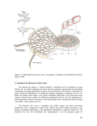 57
Figura 12 – Movimento de água nas raízes via apoplasto, simplasto e transmembranar (Taiz &
Zeiger, 1998)
3. Transporte de Água para a Parte Aérea
Na maioria das plantas, o xilema constitui o principal local de transporte de água
(Figura 13). As células condutoras do xilema têm uma anatomia especializada que possibilita
o transporte de grande quantidade de água com alta eficiência. Este tecido é constituído de
fibras, células do parênquima e os elementos traqueais: traqueídes e elementos de vaso. As
fibras são células muito longas, com parede secundária lignificada e que funcionam como
suporte estrutural para a planta. As células do parênquima, por sua vez, são importantes no
armazenamento de reservas nutritivas e estão relacionadas com a transferência lateral de água
e de solutos. Estas células são vivas.
Os elementos dos vasos e traqueídes são células longas que estão envolvidos
diretamente com o transporte de água. Estas células são mortas quando funcionais, com
paredes secundárias lignificadas e não apresentam membranas e organelas (Figura 13). Os
elementos de vaso são encontrados nas Angiospermas e em um pequeno grupo de
 