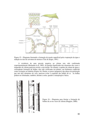 60
Figura 15 – Diagrama ilustrando a formação de tensão superficial pela evaporação da água e
redução no raio de curvatura do menisco (Taiz & Zeiger, 1991)
A existência de uma pressão negativa no xilema tem sido confirmada
experimentalmente (Sholander et al, 1965). As paredes lignificadas dos elementos dos vasos e
traqueídes do xilema parecem resistir a esta tensão. No entanto, a quebra da coluna de água e,
conseqüente formação de bolhas, têm sido verificadas em plantas, um fenômeno conhecido
como cavitação ou embolia (Figura 16). Porém, os poros (pequenos) das placas de perfuração
que une dois elementos de vaso, parecem evitar a expansão das bolhas de ar. As bolhas
podem ser eliminadas, também, durante a noite, quando a transpiração é baixa.
Figura 16 – Diagrama para ilustrar a formação de
bolhas de ar nos vasos do xilema (Hopgins, 2000).
 