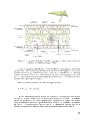 62
Figura 17 – A estrutura da folha mostrando a presença da cutícula e de estômatos na
superfície abaxial (Taiz & Zeiger, 1998).
A taxa de transpiração depende de dois principais fatores: a diferença na concentração
de vapor entre a folha e o ar e a resistência à difusão (r). Esta resistência pode ser dividida em
resistência estomática (rs) e resistência devido à camada de ar sem turbulência na superfície
da folha, a conhecida camada de ar limítrofe (rb). Assim, a taxa de transpiração (E), em mol
m-2
s-1
, é relacionada à diferença de concentração de vapor (mol m-3
) e às resistências ao fluxo
de vapor (s m-1
), pela seguinte equação:
OBS: rs = stomatal resistance; rb = boundery layer resistance
E = (Cwv folha - Cwv ar)/(rs + rb)
A força determinante da perda de água por transpiração é a diferença na concentração
de vapor (Cwv) entre a folha e o ar. Em muitos casos, utiliza-se a PRESSÃO DE VAPOR
medida em quilopascal (kPa), a qual é proporcional à concentração de vapor d’água. Nestes
casos, a diferença de pressão de vapor é chamada de DÉFICIT DE PRESSÃO DE VAPOR
DE ÁGUA. A concentração de vapor de água (Cwv), a pressão de vapor de água (e), a
umidade relativa (RH) e o potencial hídrico estão intimamente relacionados (Tabela 4).
 