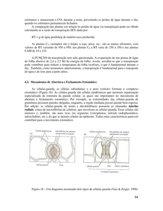 64
estômatos e armazenam o CO2 durante a noite, prevenindo as perdas de água durante o dia,
quando os estômatos permanecem fechados.
A comparação das plantas em relação às perdas de água via transpiração pode ser obtida
calculando-se a razão de transpiração (RT) dada por:
RT = g de água perdida/g de matéria seca produzida
As plantas C3, exemplos são o feijão, a soja, arroz, etc., são as menos eficientes, com
valores de RT variando de 450 a 950; nas plantas C4 a RT varia de 250 a 350 e nas plantas
CAM de 18 a 125.
A FUNÇÃO da transpiração tem sido questionada. A evaporação de um grama de água
da folha absorve de 2,4 a 2,5 KJ de energia da folha. Assim, acredita-se que a transpiração
pode contribuir para reduzir a temperatura da folha (resfriar), o que é fundamental durante o
dia. Também, como mostramos anteriormente, a transpiração é fundamental para o transporte
de água e de íons para a parte aérea.
4.2. Mecanismos de Abertura e Fechamento Estomático
As células-guarda, as células subsidiárias e o poro (ostíolo) formam o complexo
estomático (Figura 18). As células-guarda são células epidérmicas que mostram organização
especializada da estrutura da parede celular, as quais são importantes no mecanismo de
abertura e fechamento estomático. Por exemplo, as extremidades das células-guarda de
gramíneas possuem paredes delgadas, enquanto, a região mediana possui parede bem espessa.
Em adição, as células-guarda de mono e dicotiledôneas possuem as chamadas micelas
radiais, cintas de microfibrilas de celulose, que envolvem as células-guarda. Estas células são
menores e, também, são mais ricas em organelas (cloroplastos, retículo endoplasmático,
mitocôndrias, etc.), do que as demais células da epiderme. Todas estas características parecem
contribuir para o movimento estomático.
Figura 18 – Um diagrama mostrando dois tipos de células-guarda (Taiz & Zeiger, 1998)
 