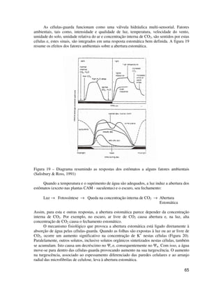 65
As células-guarda funcionam como uma válvula hidráulica multi-sensorial. Fatores
ambientais, tais como, intensidade e qualidade de luz, temperatura, velocidade do vento,
umidade do solo, umidade relativa do ar e concentração interna de CO2, são sentidos por estas
células e, estes sinais, são integrados em uma resposta estomática bem definida. A figura 19
resume os efeitos dos fatores ambientais sobre a abertura estomática.
Figura 19 – Diagrama resumindo as respostas dos estômatos a alguns fatores ambientais
(Salisbury & Ross, 1991)
Quando a temperatura e o suprimento de água são adequados, a luz induz a abertura dos
estômatos (exceto nas plantas CAM - suculentas) e o escuro, seu fechamento:
Luz → Fotossíntese → Queda na concentração interna de CO2 → Abertura
Estomática
Assim, para esta e outras respostas, a abertura estomática parece depender da concentração
interna de CO2. Por exemplo, no escuro, ar livre de CO2 causa abertura e, na luz, alta
concentração de CO2 causa o fechamento estomático.
O mecanismo fisiológico que provoca a abertura estomática está ligado diretamente à
absorção de água pelas células-guarda. Quando as folhas são expostas à luz ou ao ar livre de
CO2, ocorre um aumento significativo na concentração de K+
nestas células (Figura 20).
Paralelamente, outros solutos, inclusive solutos orgânicos sintetizados nestas células, também
se acumulam. Isto causa um decréscimo no Ψs e, consequentemente no Ψw. Com isso, a água
move-se para dentro das células-guarda provocando aumento na sua turgescência. O aumento
na turgescência, associado ao espessamento diferenciado das paredes celulares e ao arranjo
radial das microfibrilas de celulose, leva à abertura estomática.
 