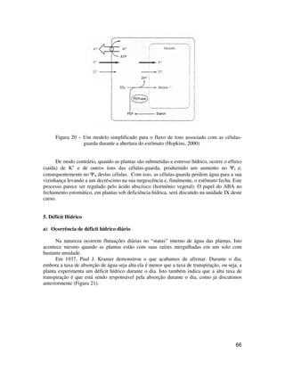 66
Figura 20 – Um modelo simplificado para o fluxo de íons associado com as células-
guarda durante a abertura do estômato (Hopkins, 2000)
De modo contrário, quando as plantas são submetidas a estresse hídrico, ocorre o efluxo
(saída) de K+
e de outros íons das células-guarda, produzindo um aumento no Ψs e,
consequentemente no Ψw destas células. Com isso, as células-guarda perdem água para a sua
vizinhança levando a um decréscimo na sua turgescência e, finalmente, o estômato fecha. Este
processo parece ser regulado pelo ácido abscísico (hormônio vegetal). O papel do ABA no
fechamento estomático, em plantas sob deficiência hídrica, será discutido na unidade IX deste
curso.
5. Déficit Hídrico
a) Ocorrência de déficit hídrico diário
Na natureza ocorrem flutuações diárias no “status” interno de água das plantas. Isto
acontece mesmo quando as plantas estão com suas raízes mergulhadas em um solo com
bastante umidade.
Em 1937, Paul J. Kramer demonstrou o que acabamos de afirmar. Durante o dia,
embora a taxa de absorção de água seja alta ela é menor que a taxa de transpiração, ou seja, a
planta experimenta um déficit hídrico durante o dia. Isto também indica que a alta taxa de
transpiração é que está sendo responsável pela absorção durante o dia, como já discutimos
anteriormente (Figura 21).
 