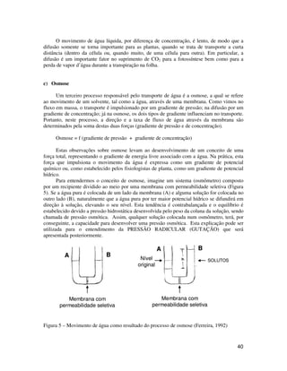 40
O movimento de água líquida, por diferença de concentração, é lento, de modo que a
difusão somente se torna importante para as plantas, quando se trata de transporte a curta
distância (dentro da célula ou, quando muito, de uma célula para outra). Em particular, a
difusão é um importante fator no suprimento de CO2 para a fotossíntese bem como para a
perda de vapor d’água durante a transpiração na folha.
c) Osmose
Um terceiro processo responsável pelo transporte de água é a osmose, a qual se refere
ao movimento de um solvente, tal como a água, através de uma membrana. Como vimos no
fluxo em massa, o transporte é impulsionado por um gradiente de pressão; na difusão por um
gradiente de concentração; já na osmose, os dois tipos de gradiente influenciam no transporte.
Portanto, neste processo, a direção e a taxa de fluxo de água através da membrana são
determinados pela soma destas duas forças (gradiente de pressão e de concentração).
Osmose = f (gradiente de pressão + gradiente de concentração)
Estas observações sobre osmose levam ao desenvolvimento de um conceito de uma
força total, representando o gradiente de energia livre associado com a água. Na prática, esta
força que impulsiona o movimento da água é expressa como um gradiente de potencial
químico ou, como estabelecido pelos fisiologistas de planta, como um gradiente de potencial
hídrico.
Para entendermos o conceito de osmose, imagine um sistema (osmômetro) composto
por um recipiente dividido ao meio por uma membrana com permeabilidade seletiva (Figura
5). Se a água pura é colocada de um lado da membrana (A) e alguma solução for colocada no
outro lado (B), naturalmente que a água pura por ter maior potencial hídrico se difundirá em
direção à solução, elevando o seu nível. Esta tendência é contrabalançada e o equilíbrio é
estabelecido devido a pressão hidrostática desenvolvida pelo peso da coluna da solução, sendo
chamada de pressão osmótica. Assim, qualquer solução colocada num osmômetro, terá, por
conseguinte, a capacidade para desenvolver uma pressão osmótica. Esta explicação pode ser
utilizada para o entendimento da PRESSÃO RADICULAR (GUTAÇÃO) que será
apresentada posteriormente.
Figura 5 – Movimento de água como resultado do processo de osmose (Ferreira, 1992)
Membrana com
permeabilidade seletiva
Membrana com
permeabilidade seletiva
SOLUTOSNível
original
A B
A B
Membrana com
permeabilidade seletiva
Membrana com
permeabilidade seletiva
SOLUTOSNível
original
A B
A B
 