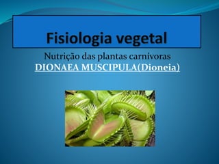 Nutrição das plantas carnívoras
DIONAEA MUSCIPULA(Dioneia)
 