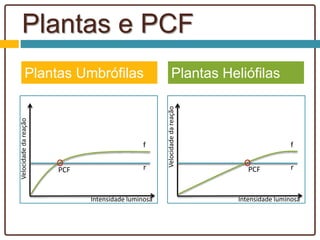 Plantas e PCF
Plantas Umbrófilas Plantas Heliófilas
f
r
Intensidade luminosa
Velocidadedareação
PCF
f
r
Intensidade luminosa
Velocidadedareação PCF
 
