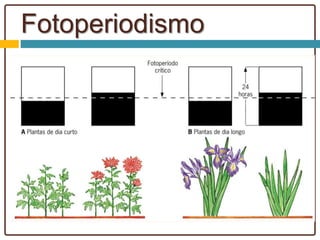 Fotoperiodismo
 