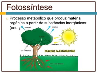 Fotossíntese
 Processo metabólico que produz matéria
orgânica a partir de substâncias inorgânicas
(energia solar)
 
