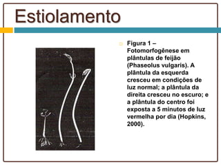Estiolamento
 Figura 1 –
Fotomorfogênese em
plântulas de feijão
(Phaseolus vulgaris). A
plântula da esquerda
cresceu em condições de
luz normal; a plântula da
direita cresceu no escuro; e
a plântula do centro foi
exposta a 5 minutos de luz
vermelha por dia (Hopkins,
2000).
 