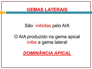 GEMAS LATERAIS
São inibidas pelo AIA
O AIA produzido na gema apical
inibe a gema lateral
DOMINÂNCIA APICAL
 