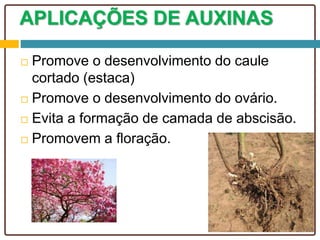 APLICAÇÕES DE AUXINAS
 Promove o desenvolvimento do caule
cortado (estaca)
 Promove o desenvolvimento do ovário.
 Evita a formação de camada de abscisão.
 Promovem a floração.
 