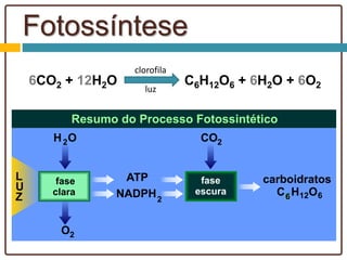Fotossíntese
6CO2 + 12H2O C6H12O6 + 6H2O + 6O2
clorofila
luz
6
 