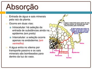 Absorção
 Entrada de água e sais minerais
pela raiz da planta.
 Ocorre em duas vias:
 Intracelular: há seleção da
entrada de substâncias ainda na
epiderme (em preto)
 Intercelular: a seleção ocorre
apenas na endoderme (em
vermelho)
 A água entra no xilema por
transporte passivo e os sais
minerais são bombeados para
dentro da luz do vaso.
 