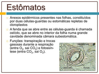 Estômatos
 Anexos epidérmicos presentes nas folhas, constituídos
por duas células-guardas ou estomáticas repletas de
cloroplastos
 A fenda que se abre entre as células-guarda é chamada
ostíolo, que se abre no interior da folha numa grande
cavidade denominada câmara subestomática.
 Funções: transpiração e trocas
gasosas durante a respiração
(entra O2, sai CO2) e fotossín-
tese (entra CO2, sai O2).
 