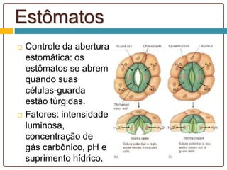 Estômatos
 Controle da abertura
estomática: os
estômatos se abrem
quando suas
células-guarda
estão túrgidas.
 Fatores: intensidade
luminosa,
concentração de
gás carbônico, pH e
suprimento hídrico.
 