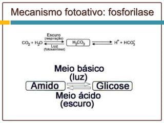 Mecanismo fotoativo: fosforilase
 