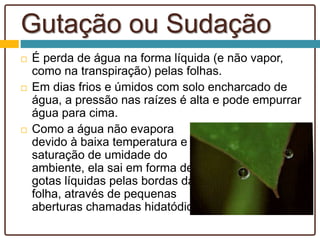 Gutação ou Sudação
 É perda de água na forma líquida (e não vapor,
como na transpiração) pelas folhas.
 Em dias frios e úmidos com solo encharcado de
água, a pressão nas raízes é alta e pode empurrar
água para cima.
 Como a água não evapora
devido à baixa temperatura e
saturação de umidade do
ambiente, ela sai em forma de
gotas líquidas pelas bordas da
folha, através de pequenas
aberturas chamadas hidatódios.
 