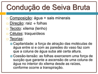 Condução de Seiva Bruta
 Composição: água + sais minerais
 Direção: raiz  folhas
 Tecido: xilema (lenho)
 Células: traqueídeos
 Teorias:
 Capilaridade: a força de atração das moléculas de
água entre si e com as paredes do vaso faz com
que a coluna de água suba até certa altura.
 Coesão-tensão: as folhas exercerem uma força de
sucção que garante a ascensão de uma coluna de
água no interior do xilema desde as raízes,
conforme ocorre a transpiração.
 