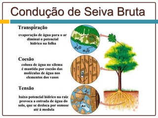 Condução de Seiva Bruta
 