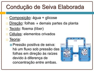 Condução de Seiva Elaborada
 Composição: água + glicose
 Direção: folhas  demais partes da planta
 Tecido: floema (líber)
 Células: elementos crivados
 Teoria:
 Pressão positiva de seiva:
há um fluxo sob pressão das
folhas em direção às raízes
devido à diferença de
concentração entre ambas.
 