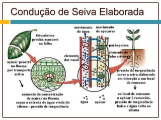 Condução de Seiva Elaborada
 