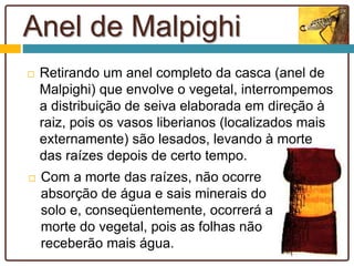 Anel de Malpighi
 Retirando um anel completo da casca (anel de
Malpighi) que envolve o vegetal, interrompemos
a distribuição de seiva elaborada em direção à
raiz, pois os vasos liberianos (localizados mais
externamente) são lesados, levando à morte
das raízes depois de certo tempo.
 Com a morte das raízes, não ocorre
absorção de água e sais minerais do
solo e, conseqüentemente, ocorrerá a
morte do vegetal, pois as folhas não
receberão mais água.
 