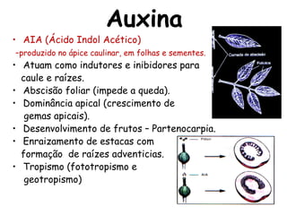 Auxina
• AIA (Ácido Indol Acético)
-produzido no ápice caulinar, em folhas e sementes.
• Atuam como indutores e inibidores para
caule e raízes.
• Abscisão foliar (impede a queda).
• Dominância apical (crescimento de
gemas apicais).
• Desenvolvimento de frutos – Partenocarpia.
• Enraizamento de estacas com
formação de raízes adventicias.
• Tropismo (fototropismo e
geotropismo)
 